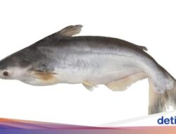 7 Manfaat Ikan Patin Sebagai Kesejajaran, Salah Satunya Cegah Kolesterol