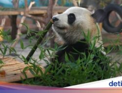 AS Sambut 2 Panda Mutakhir, Ibu Bangsa Juga Ikut Senang