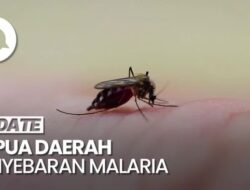 Pulau Papua Masih Dari Sebab Itu Daerah Tertinggi Penyebaran Malaria