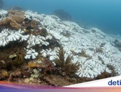 Laut Thailand Mendidih, Terumbu Karang Alami Bleaching