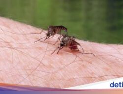 Pemerintah Contoh Freeport Untuk Mitigasi Malaria Ke IKN