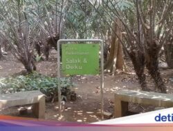 Mengenal Salak Khas Jakarta yang Langka Hingga Cagar Buah Condet