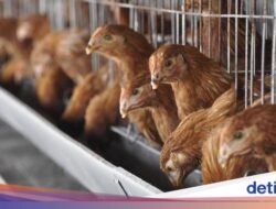 Australia Laporkan Temuan Flu Burung Terbaru usai Catat Peristiwa Pidana Pertama Ke Manusia