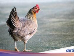 Ayam Juga Pernah Diprotes Bule-bule Ke Bali, Sampai Dari Sebab Itu Urusan Gubernur