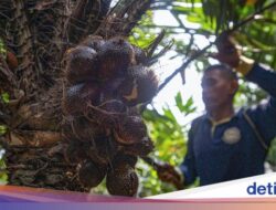 5 Fakta Salak Condet, Kandidatteratas Elite Belanda hingga Hidangan Istana