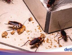 4 Cara Ampuh Usir Kecoak Bersarang Hingga Dapur, Gampang Dilakukan!