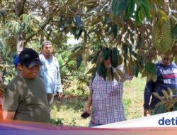 Surga Durian! Ini 5 Desa Wisata Di Jatim Buat si Pencinta Durian