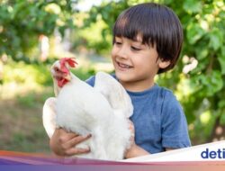 Diinvasi Ayam, Warlok Beri Hadiah Bagi yang Bisa Usir