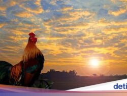 Ayam Adalah Hewan Ternak Di RI, Sedangkan Di Desa Ini, Ayam Karena Itu Hama