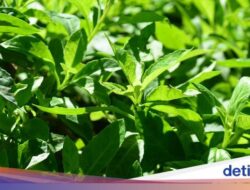 9 Manfaat Daun Sambung Nyawa, Bumbu Masakan Penuh Khasiat Sebagai Kesejaganan