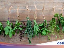 5 Tanaman Ini Bisa Bikin Otak Sehat dan Cerdas, Ada Kunyit dan Ginseng