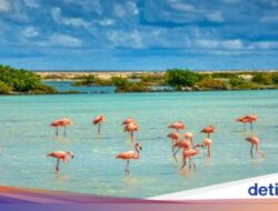 Flamingo yang Sial soal Cinta, Pertama Kali Bertelur Ke Umur 70 Tahun