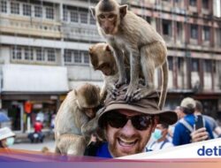 Kampung Monyet Ke Thailand Ingin Basmi Monyet Perampok