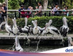 Libur Waisak, Pengunjung Serbu Kebun Binatang Ragunan