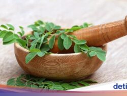 Apakah Boleh Mengonsumsi Daun Kelor Setiap Hari? Ini Faktanya