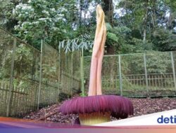 Bunga Bangkai Berumur 35 Tahun Kembali Mekar Hingga Kebun Raya Cibodas