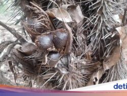 Melihat Salak Khas Jakarta yang Langka Di Cagar Buah Condet