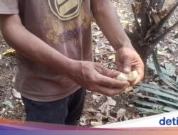 Cagar Buah Condet, Benteng Terakhir Salak Condet Khas Jakarta