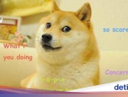 Anjing Jepang yang Menginspirasi Dogecoin Telah Mati