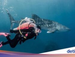 Hiu Paus yang Viral Di Gorontalo Menghilang, Gegara Diteror Orca