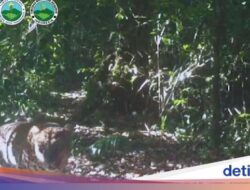 Di Macan Tutul dan Kumbang Terekam Lensa Gunung Gede Pangrango