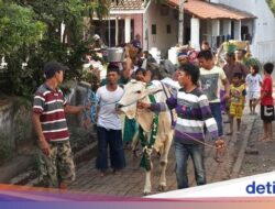 Kearifan Lokal Unik Sambut Idul Adha Hingga Pasuruan: Manten Sapi