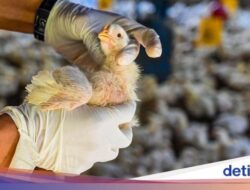 Ini Tanda yang Dikeluhkan Pasien Pertama Flu Burung H5N2 Sebelumnya Meninggal