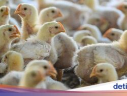 Alert! WHO Konfirmasi Kematian Pertama Manusia Akibat Flu Burung Tipe H5N2