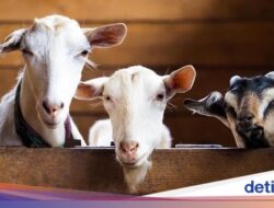Bapak-bapak Dapat Saingan, Pria Lajang Juga Nge-war Torpedo Kambing