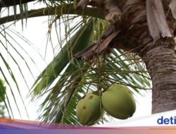 Air Kelapa Muda Bagus Sebagai Recovery usai Latihan? Ini Faktanya