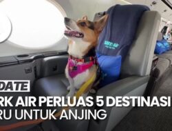 Maskapai Penerbangan Anjing Terbang Ke 5 Destinasi Mutakhir