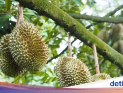 Niat Makan Durian Sepuasnya, Turis Malah Dapat Suntikan Anti-Rabies