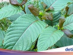 6 Fakta Daun Kratom, Tanaman Kontroversial yang Konon Punya Banyak Manfaat