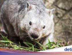Tasmania Buka Lowongan Kerja Unik: Pemburu Hantu, Pengamat Bintang