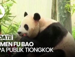 Kembali Di Korsel, Panda Raksasa Fu Bao Sapa Publik Tiongkok