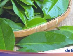 Cara Mudah Mengonsumsi Daun Salam Sebagai Memperbaiki Keadaan