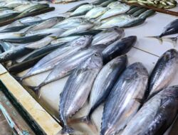 7 Ikan Lokal yang Kandungan Proteinnya Lebih Tinggi Bersama Salmon