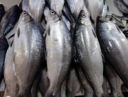 7 Ikan Tinggi Protein Sebagai Mencegah Stunting, Dukung Tumbuh Kembang Anak Optimal