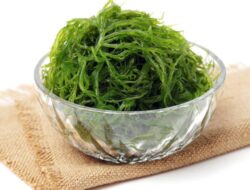 7 Manfaat Rutin Mengonsumsi Rumput Laut Untuk Kesejajaran yang Jarang Diketahui