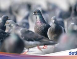 Aneh Tapi Nyata, Wanita Kena Gangguan Menyebar Paru-paru Langka usai Beri Makan Merpati