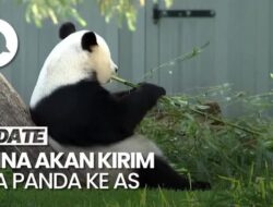 AS Bakal Kedatangan Sepasang Panda Di China