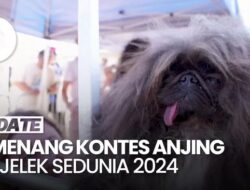 Penampakan Anjing Terjelek Sedunia 2024