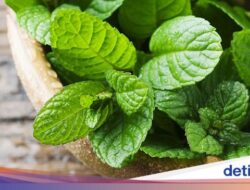 10 Rebusan Daun Bagi Redakan Batuk yang Alami dan Efektif