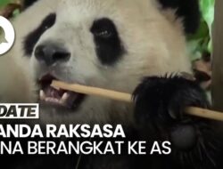 Keberangkatan Dua Panda Raksasa China Ke Amerika Serikat