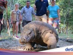 Alasan Flobamor Hengkang Di Taman Nasional Komodo, Terus Merugi!