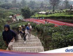 Bisa Jajal Penjelajahan-Wahana Seru Ke Kebun Teh
