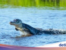 Horor Jasad Emak-emak Ditemukan Di Rahang Aligator