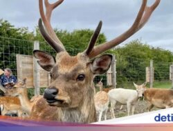 Kok Bisa Bocah 4 tahun Tertinggal Ke Taman Margasatwa, Padahal …