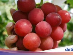 Fantastis! Harga Buah-buahan Istimewa Ini Capai Ratusan Juta Idr