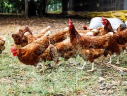 Archipelago dan Dough Lab Terapkan Aturan Telur Bebas Sangkar